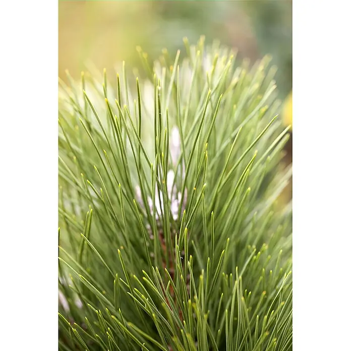 Pflanzen für dich Schwarzkiefer 50-60 cm - Pinus nigra 'Green Tower', Aktuelle Wuchshöhe: 50 cm - 60 cm - Nahaufnahme von leuchtend grünen Kiefernnadeln mit gelben Spitzen, die neues Wachstum zeigen.