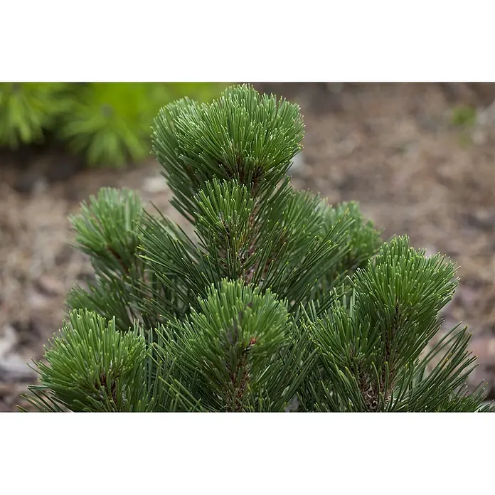 Pflanzen für dich Schwarzkiefer 30-40 cm - Pinus heldreichii 'Malinki', Aktuelle Wuchshöhe: 30 cm - 40 cm - Leuchtend grüne Kiefernnadeln an einem Zweig, mit sichtbarem neuem Wachstum, in natürlicher Außenumgebung.