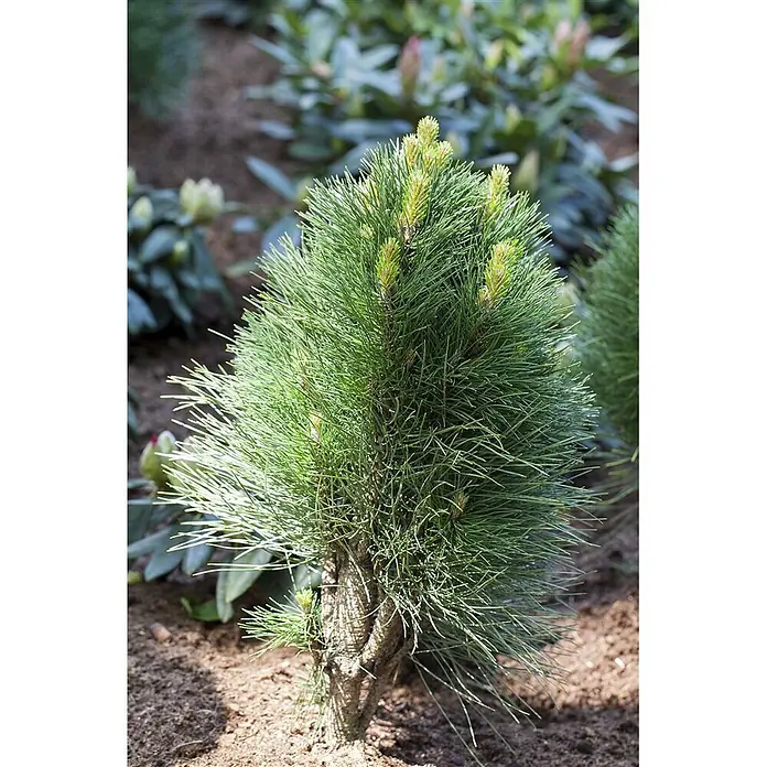 Pflanzen für dich Schwarzkiefer 50-60 cm - Pinus nigra 'Green Tower', Aktuelle Wuchshöhe: 50 cm - 60 cm - Eine kleine, buschige, immergrüne Pflanze mit hellgrünen Nadeln und neuem Trieb, in brauner Erde gepflanzt.