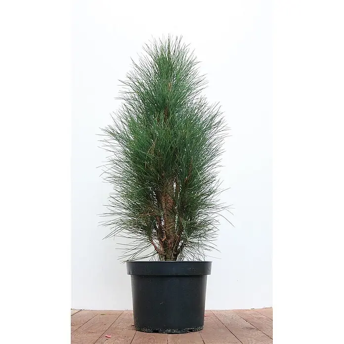 Pflanzen für dich Schwarzkiefer 50-60 cm - Pinus nigra 'Green Tower', Aktuelle Wuchshöhe: 50 cm - 60 cm - Kleiner Nadelbaum mit grünen Nadeln und braunem Stamm in einem schwarzen Topf.
