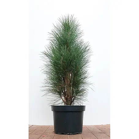 Pflanzen für dich  Schwarzkiefer 50-60 cm