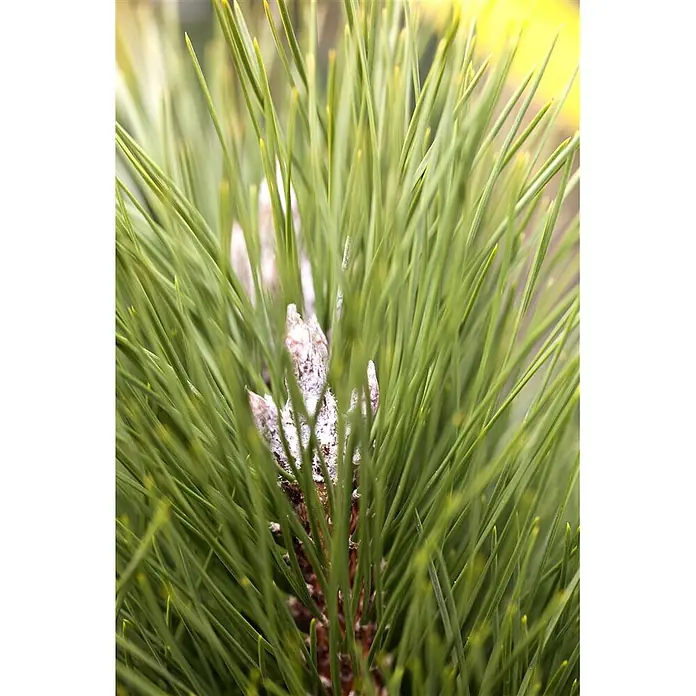 Pflanzen für dich Schwarzkiefer 50-60 cm - Pinus nigra 'Green Tower', Aktuelle Wuchshöhe: 50 cm - 60 cm - Nahaufnahme eines Kiefernzweigs mit leuchtend grünen Nadeln und einer flauschigen, weißlich-braunen Knospe.