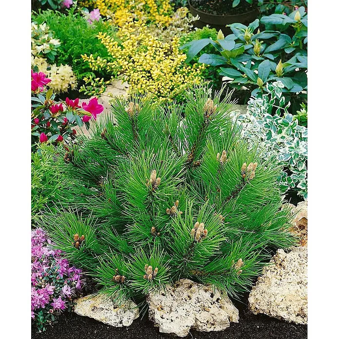 Pflanzen für dich Schwarzkiefer 40-50 cm - Pinus nigra 'Hornibrookiana', Aktuelle Wuchshöhe: 40 cm - 50 cm - Kompakte grüne Zwergkiefer mit kleinen braunen Zapfen, in einem Garten mit Steinen und anderen Pflanzen.
