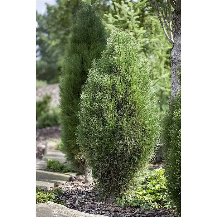 Pflanzen für dich Schwarzkiefer 50-60 cm - Pinus nigra 'Green Tower', Aktuelle Wuchshöhe: 50 cm - 60 cm - Zwei schlanke, aufrechte grüne Koniferenpflanzen in einem Gartenbeet mit Rindenmulch und Bodendeckern.