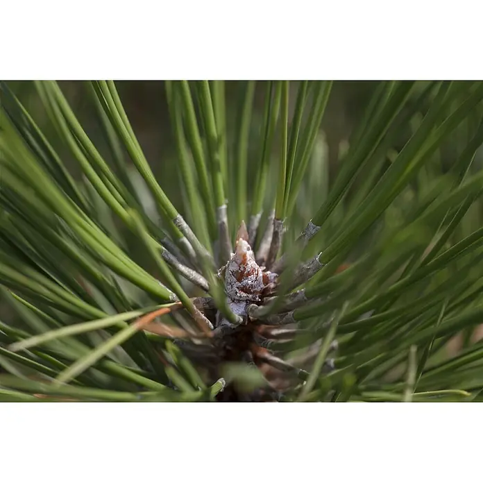 Pflanzen für dich Schwarzkiefer 40-50 cm - Pinus nigra 'Hornibrookiana', Aktuelle Wuchshöhe: 40 cm - 50 cm - Nahaufnahme eines Kiefernzweigs mit grünen Nadeln und brauner Knospe.