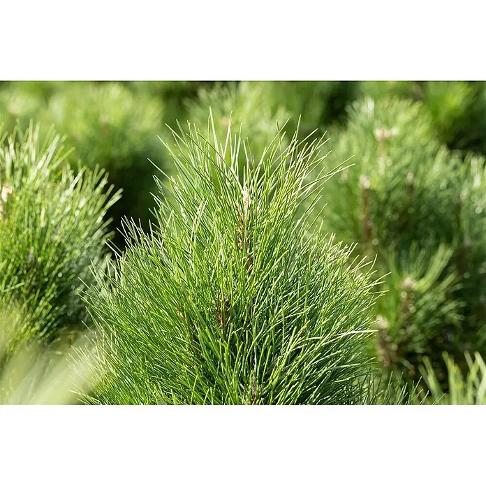 Pflanzen für dich Schwarzkiefer 40-50 cm - Pinus nigra 'Green Tower', Aktuelle Wuchshöhe: 40 cm - 50 cm - Nahaufnahme von leuchtend grünen Kiefernnadeln an einem Nadelbaumzweig.