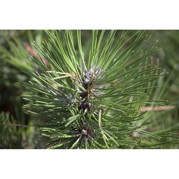 Pflanzen für dich Schwarzkiefer 40-50 cm - Pinus nigra 'Hornibrookiana', Aktuelle Wuchshöhe: 40 cm - 50 cm - Nahaufnahme von grünen Kiefernnadeln und kleinen sich entwickelnden Zapfen an einem Ast.
