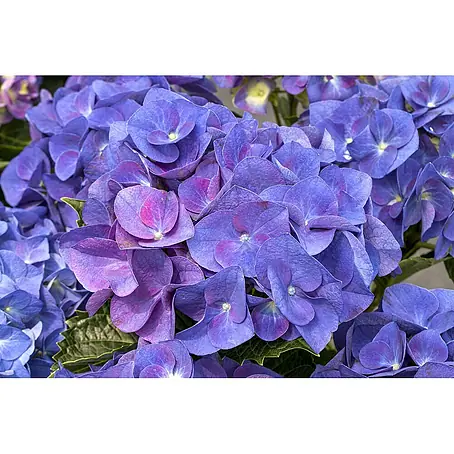 Pflanzen für dich  Bauernhortensie 30-40 cm