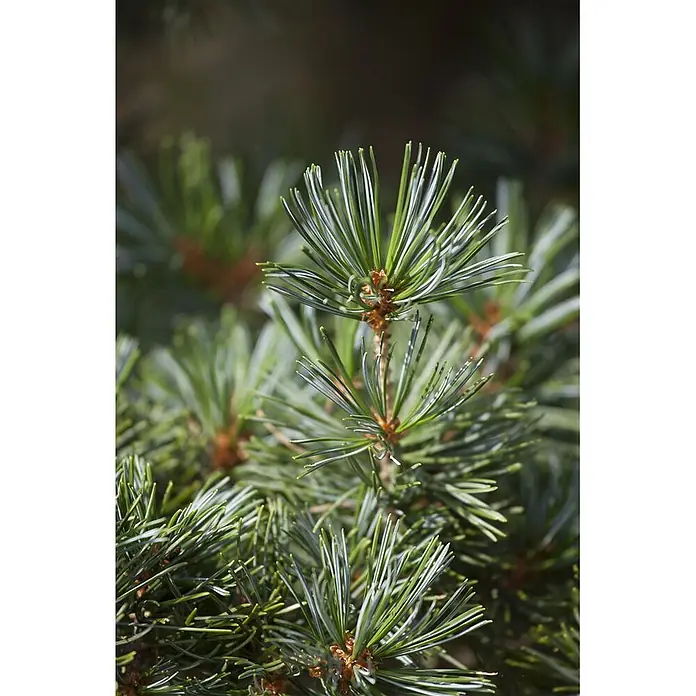 Pflanzen für dich Schwarzkiefer 40-50 cm - Pinus nigra 'Hornibrookiana', Aktuelle Wuchshöhe: 40 cm - 50 cm - Nahaufnahme von leuchtend grünen Kiefernnadeln und kleinen braunen Knospen an einem Zweig.