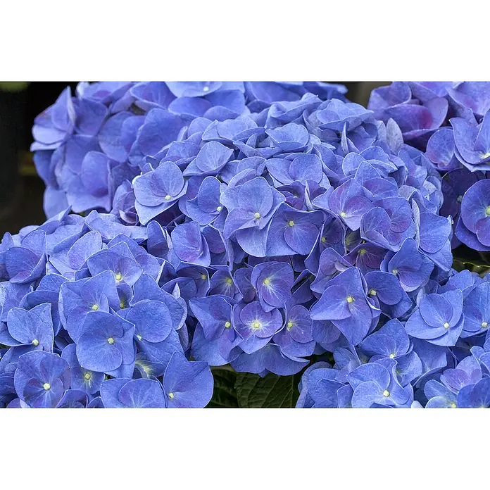 Pflanzen für dich Bauernhortensie 30-40 cm - Hydrangea macrophylla 'Jip Blue', Blau - Strauß leuchtend blauer Hortensienblüten mit gelben Zentren und grünen Blättern.