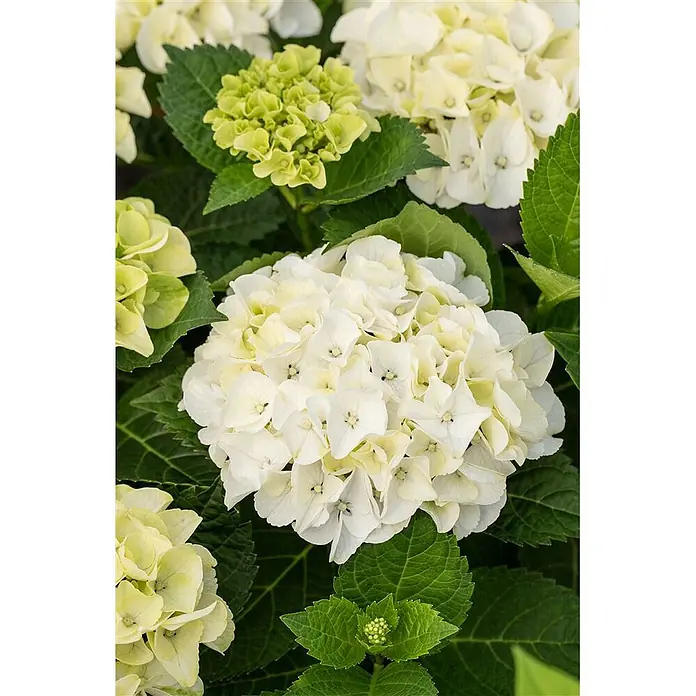 Pflanzen für dich Bauernhortensie 30-40 cm - Hydrangea macrophylla 'Hochzeits-Hortensie', Weiß - Üppige weiße und hellgrüne Hortensienblüten, einige Knospen öffnen sich gerade.