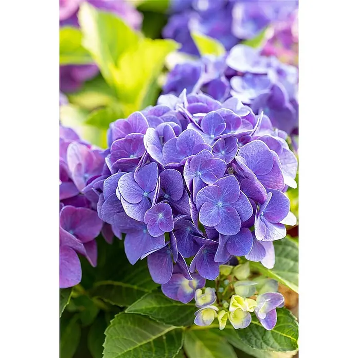 Pflanzen für dich Bauernhortensie 30-40 cm - Hydrangea macrophylla 'Jip Blue', Blau - Nahaufnahme leuchtend violetter Hortensienblüten blühend zwischen grünen Blättern.