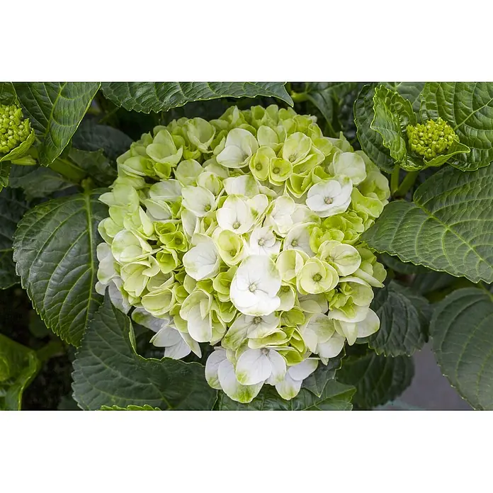 Pflanzen für dich Bauernhortensie 30-40 cm - Hydrangea macrophylla 'Hochzeits-Hortensie', Weiß - Nahaufnahme einer blühenden Hortensie mit grün-weißen Blütenblättern, umgeben von dunkelgrünen Blättern.