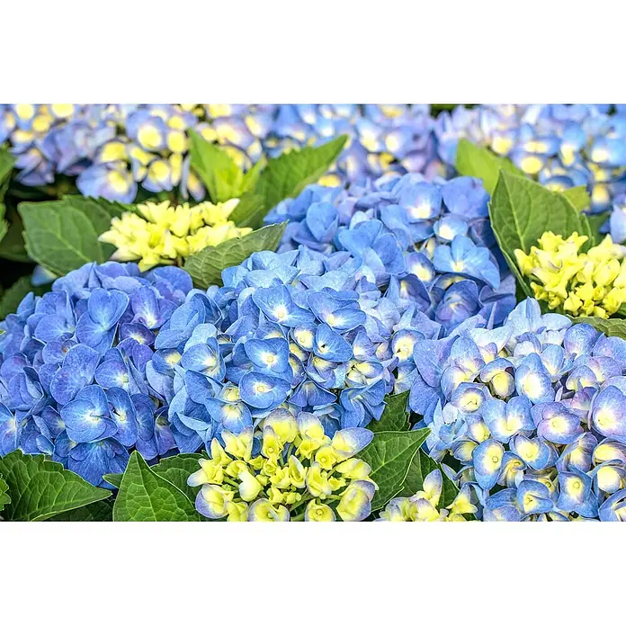 Pflanzen für dich Bauernhortensie 30-40 cm - Hydrangea macrophylla 'Jip Blue', Blau - Leuchtend blaue und gelbe Hortensien mit grünen Blättern.