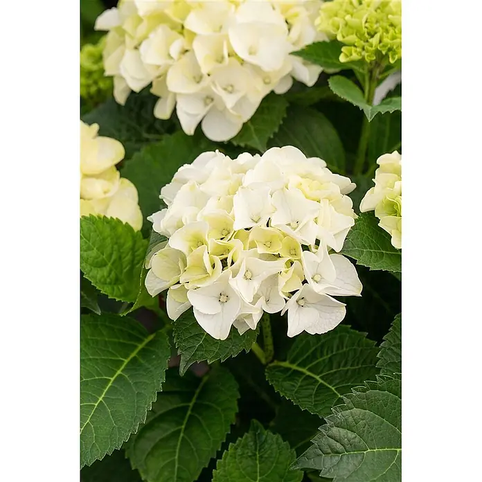 Pflanzen für dich Bauernhortensie 30-40 cm - Hydrangea macrophylla 'Hochzeits-Hortensie', Weiß - Nahaufnahme einer Hortensienpflanze mit weißen und hellgrünen Blüten und sattgrünen Blättern.