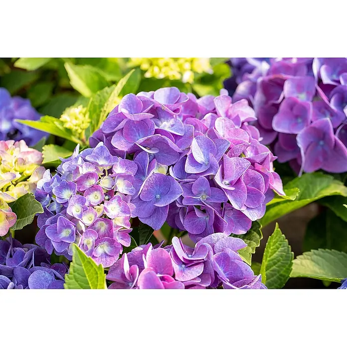 Pflanzen für dich Bauernhortensie 30-40 cm - Hydrangea macrophylla 'Jip Blue', Blau - Lebendige lila Hortensienblüten in voller Pracht mit grünem Laub.