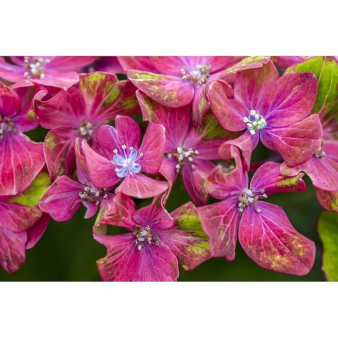 Pflanzen für dich Bauernhortensie 30-40 cm - Hydrangea macrophylla 'Schloss Wackerbarth', Mehrfarbig - Rosa und grüne Hortensienblüten mit kleinen blauen Zentren.