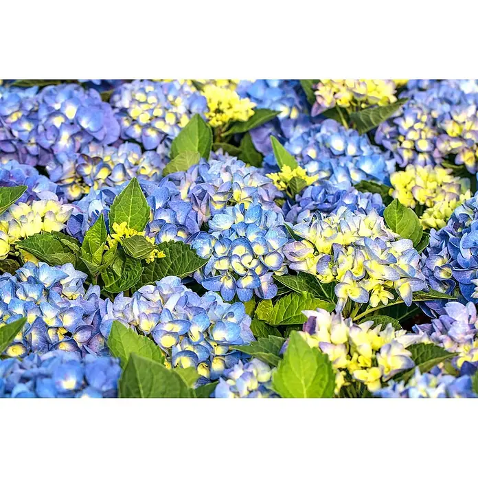 Pflanzen für dich Bauernhortensie 30-40 cm - Hydrangea macrophylla 'Jip Blue', Blau - Üppiges Beet aus blauen und gelben Hortensien mit grünen Blättern.