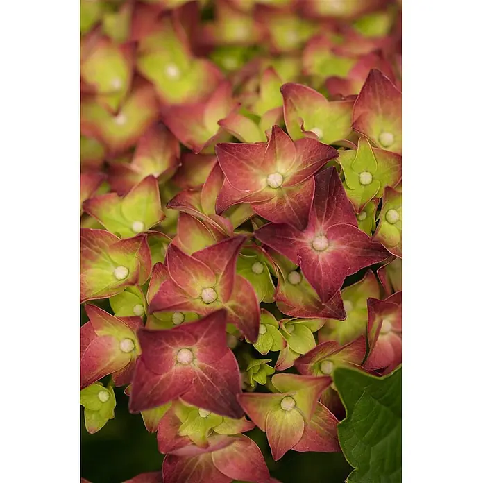 Pflanzen für dich Bauernhortensie 40-50 cm - Hydrangea macrophylla 'Magical Sapphire', Blau - Nahaufnahme von lebhaften rot-grünen Hortensienblüten.