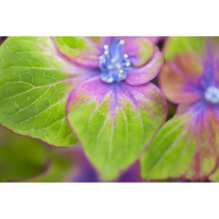 Pflanzen für dich Bauernhortensie 30-40 cm - Hydrangea macrophylla 'Schloss Wackerbarth', Mehrfarbig - Nahaufnahme einer Hortensienblüte mit grün-lila Blütenblättern, blauem Zentrum und weißen Staubgefäßen.