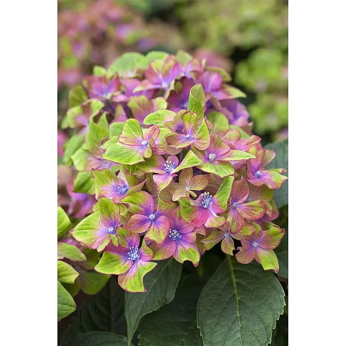 Pflanzen für dich Bauernhortensie 30-40 cm - Hydrangea macrophylla 'Schloss Wackerbarth', Mehrfarbig - Lebhafte, zweifarbige Hortensienblüten in Limettengrün, Rosa und Lila, mit kleinen blauen Mitten, in einem Cluster blühend.