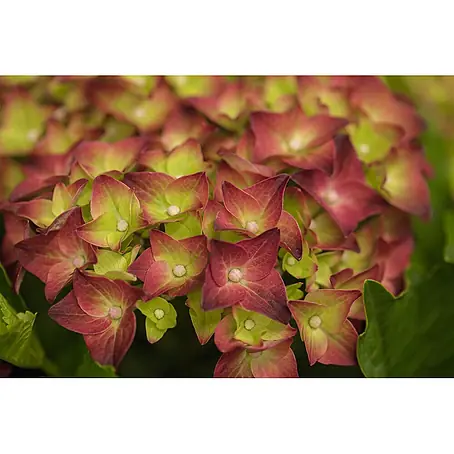 Pflanzen für dich  Bauernhortensie 40-50 cm