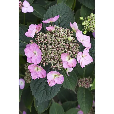 Pflanzen für dich  Bauernhortensie 30-40 cm