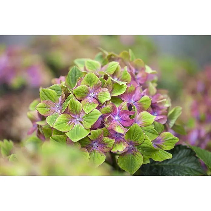 Pflanzen für dich Bauernhortensie 30-40 cm - Hydrangea macrophylla 'Schloss Wackerbarth', Mehrfarbig - Nahaufnahme von leuchtenden, zweifarbigen Hortensienblüten, grün verlaufend zu Lila-Rosa.
