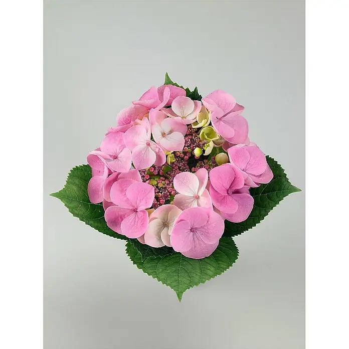 Pflanzen für dich Teller-Hortensie 30-40 cm - Hydrangea serrata 'Cotton Candy', Rosa - Üppige rosa Hortensienblüten mit grünen Blättern, von oben gesehen.
