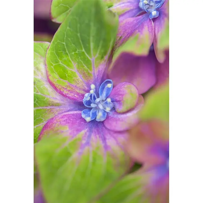 Pflanzen für dich Bauernhortensie 30-40 cm - Hydrangea macrophylla 'Schloss Wackerbarth', Mehrfarbig - Nahaufnahme einer lebhaften Hortensienblüte mit grünen und violetten Blütenblättern und kleinen blauen Blüten im Zentrum.