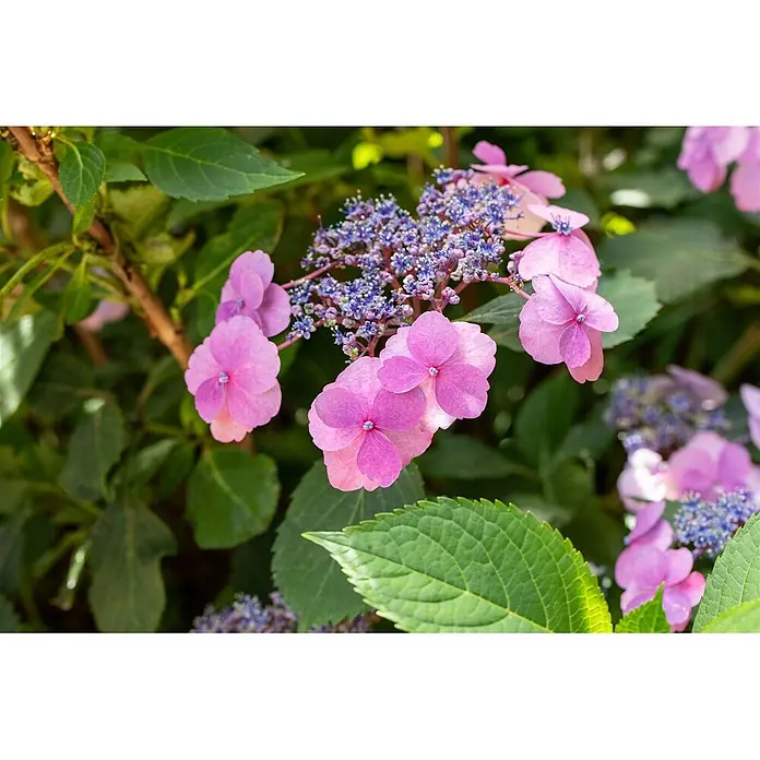 Pflanzen für dich Bauernhortensie 30-40 cm - Hydrangea macrophylla 'Cotton Candy', Rosa - Tellerhortensienblüten in Rosa- und Blautönen, blühend inmitten grüner Blätter.
