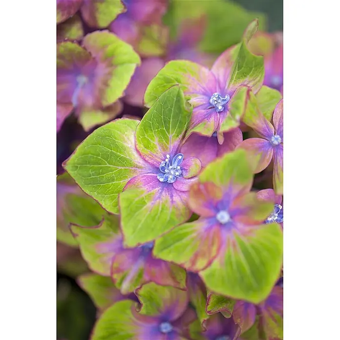 Pflanzen für dich Bauernhortensie 30-40 cm - Hydrangea macrophylla 'Schloss Wackerbarth', Mehrfarbig - Lebendige Blumen mit grünen, rosa und violetten Blütenblättern und markanten blauen Zentren.