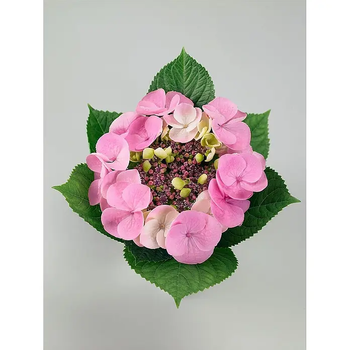 Pflanzen für dich Teller-Hortensie 30-40 cm - Hydrangea serrata 'Cotton Candy', Rosa - Eine leuchtend rosa Hortensienblüte mit üppigen grünen Blättern und einer Ansammlung lila-hellgrüner Knospen in der Mitte.