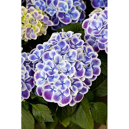 Pflanzen für dich  Bauernhortensie 30-40 cm