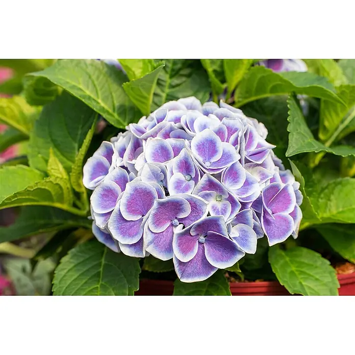 Pflanzen für dich Bauernhortensie 30-40 cm - Hydrangea macrophylla 'Tivoli Blue', Blau - Lebendige lila-weiße Hortensienblüte mit grünen Blättern in einem roten Topf.