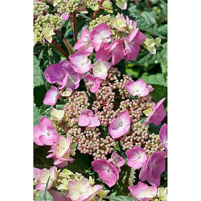 Pflanzen für dich Teller-Hortensie 30-40 cm - Hydrangea serrata 'Cotton Candy', Rosa - Nahaufnahme von rosa und hellgrünen Teller-Hortensienblüten und -knospen an einer Pflanze.