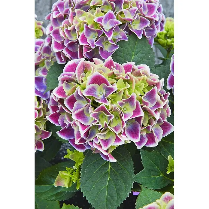 Pflanzen für dich Bauernhortensie 30-40 cm - Hydrangea macrophylla 'Tivoli Blue', Blau - Üppige, mehrfarbige Hortensienblüten in leuchtendem Pink, Lila und Grün mit weiß geränderten Blütenblättern.