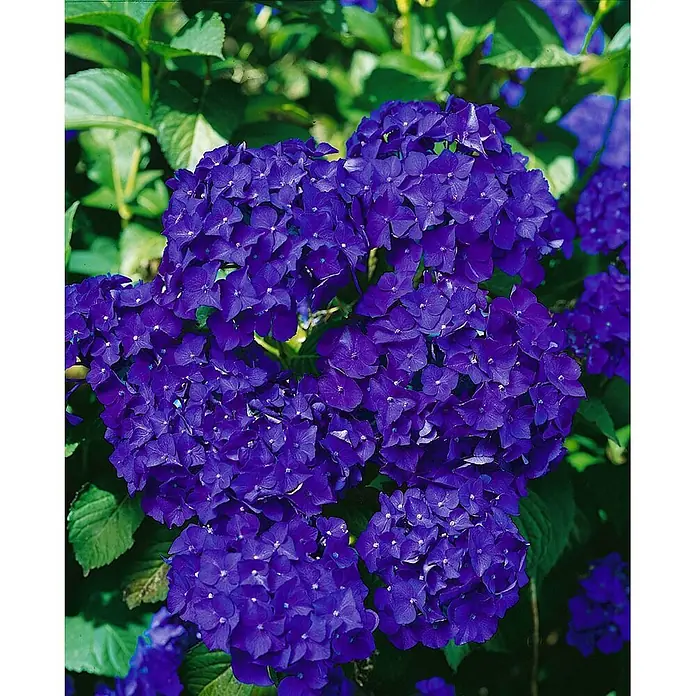 Pflanzen für dich Bauernhortensie 30-40 cm - Hydrangea macrophylla 'Hamburg', Rosa - Üppige, tiefblaue Hortensienblüten.