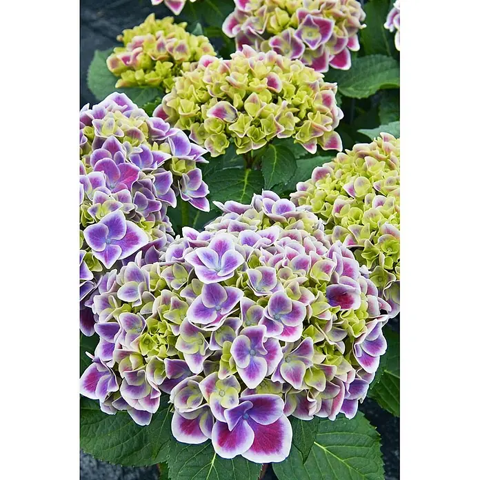 Pflanzen für dich Bauernhortensie 30-40 cm - Hydrangea macrophylla 'Tivoli Blue', Blau - Hortensienblüten in leuchtendem Lila-Rosa und Limettengrün mit zarten weißen Rändern.