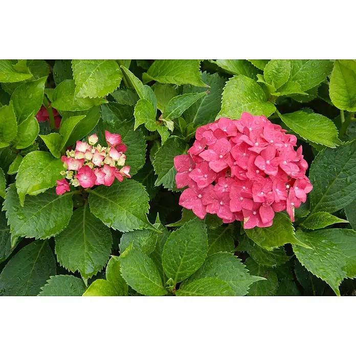 Pflanzen für dich Bauernhortensie 30-40 cm - Hydrangea macrophylla 'Hamburg', Rosa - Zwei leuchtend rosa-weiße Hortensienblüten, eine voll erblüht und die andere knospend, eingebettet in grüne Blätter mit Wassertropfen.