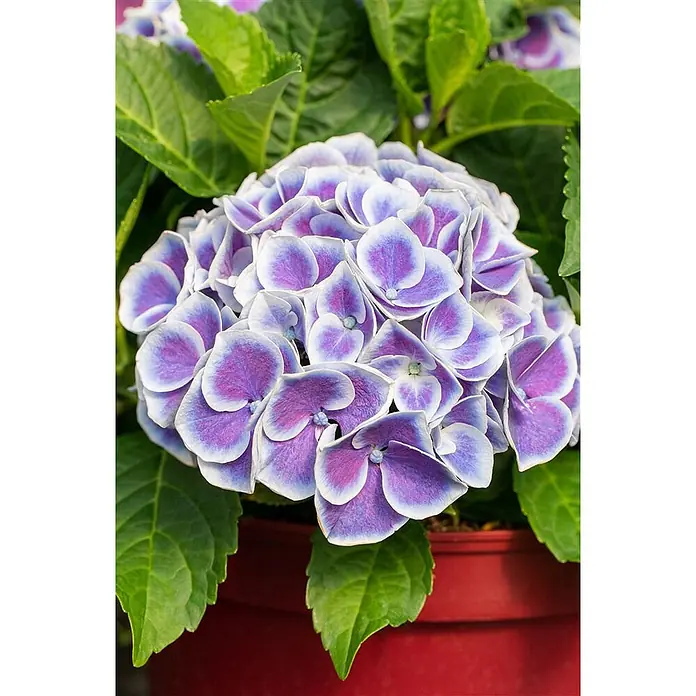 Pflanzen für dich Bauernhortensie 30-40 cm - Hydrangea macrophylla 'Tivoli Blue', Blau - Topfhortensie mit lila-weißen Blüten und grünen Blättern, im roten Topf.