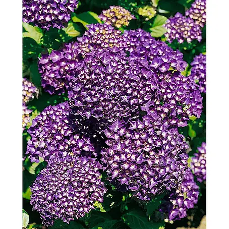 Pflanzen für dich  Bauernhortensie 30-40 cm