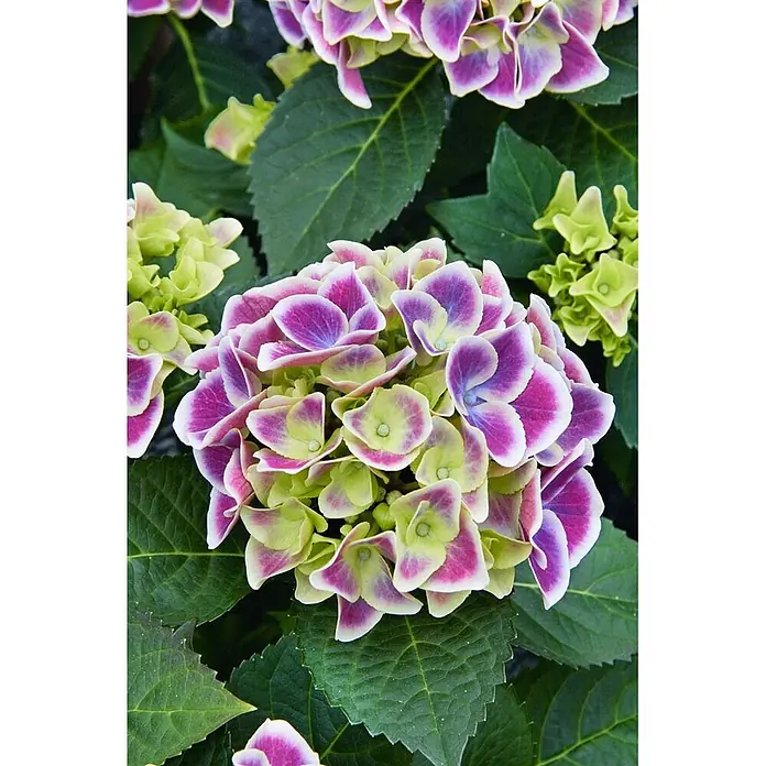 Pflanzen für dich Bauernhortensie 30-40 cm - Hydrangea macrophylla 'Tivoli Blue', Blau - Bunte Hortensienblüten mit lila, rosa und lindgrünen Blütenblättern.