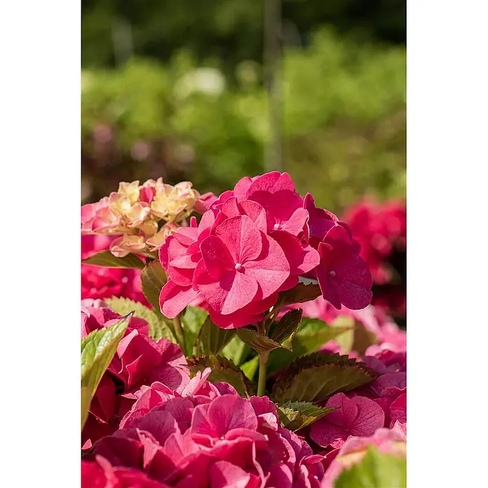 Pflanzen für dich Bauernhortensie Bauernhortensie - Hydrangea macrophylla 'Sibilla', Rosa - Lebhaft rosa Hortensien mit grünen Blättern, blühend in einem Garten.