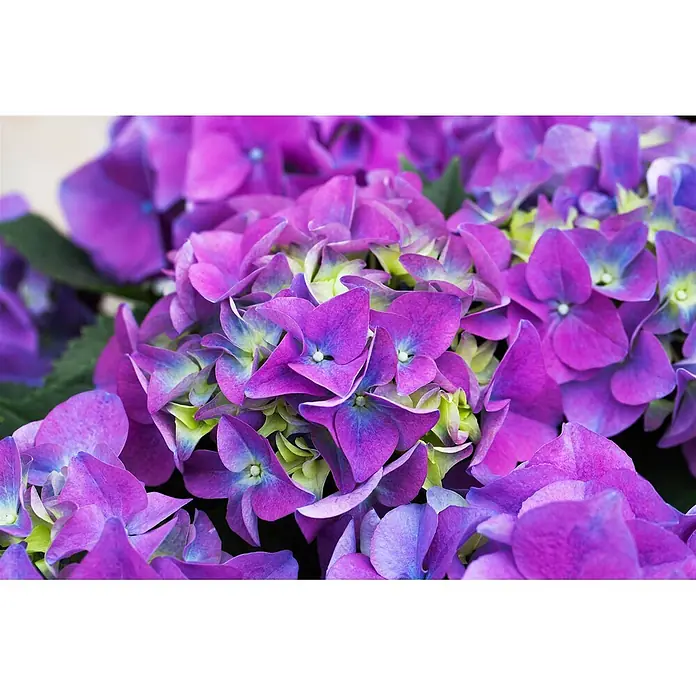 Pflanzen für dich Bauernhortensie 30-40 cm - Hydrangea macrophylla 'Early Blue', Blau - Nahaufnahme leuchtend violetter und blauer Hortensienblüten mit grünen Mitten.