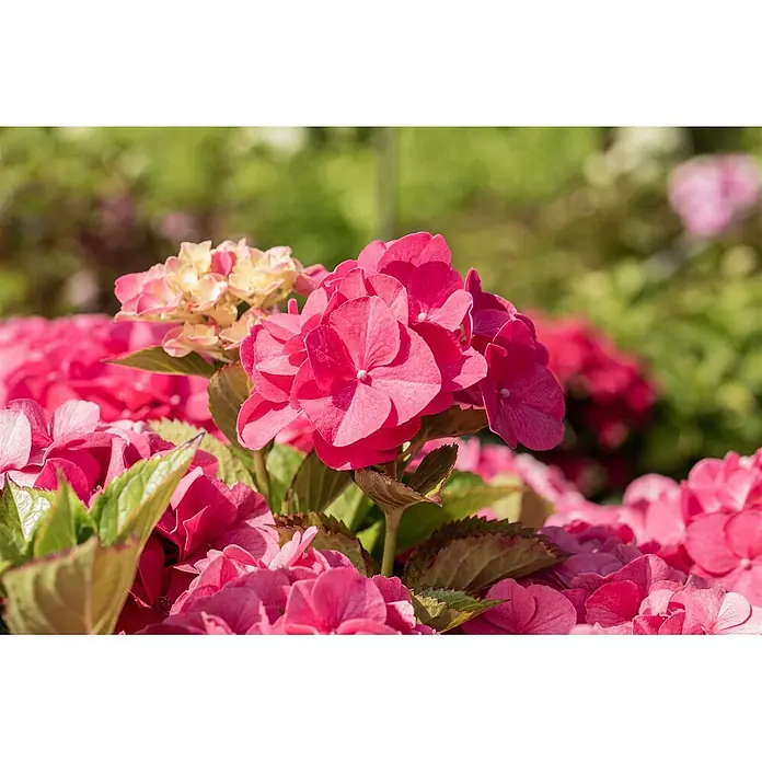 Pflanzen für dich Bauernhortensie Bauernhortensie - Hydrangea macrophylla 'Sibilla', Rosa - Lebendige rosa Hortensien, teilweise mit helleren rosa und gelben Blüten, umgeben von grünen Blättern.