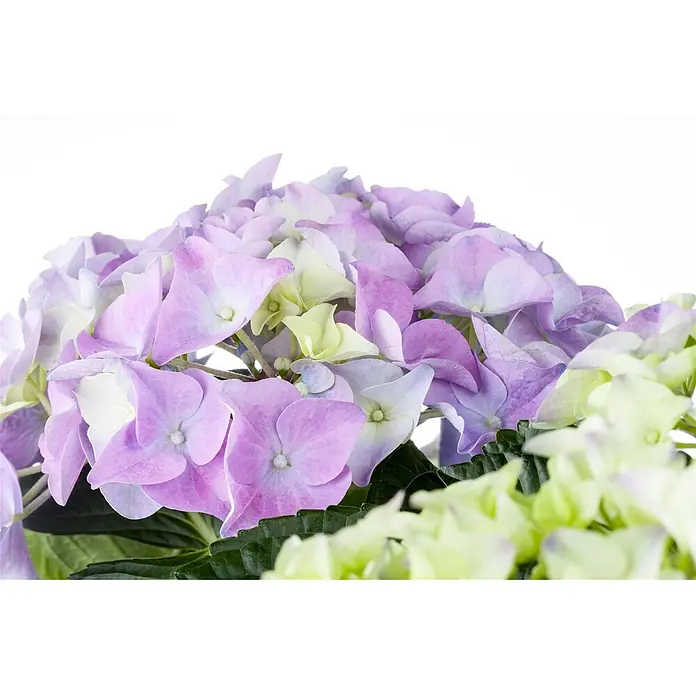 Pflanzen für dich Bauernhortensie 30-40 cm - Hydrangea macrophylla 'Early Blue', Blau - Nahaufnahme einer leuchtend lila-hellgrünen Hortensienpflanze mit üppigen grünen Blättern.