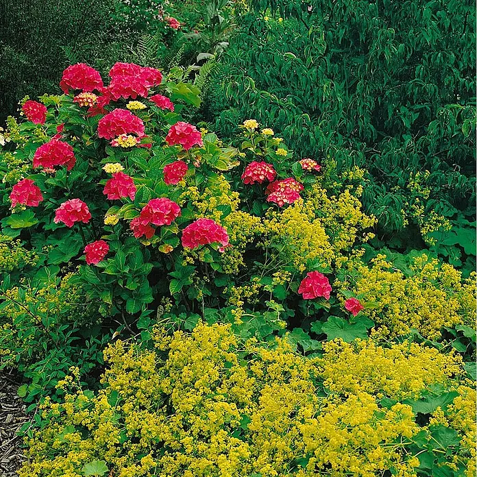 Pflanzen für dich Bauernhortensie Bauernhortensie - Hydrangea macrophylla 'Sibilla', Rosa - Rote Hortensien und leuchtend gelber Frauenmantel bilden ein farbenfrohes Gartenbild.
