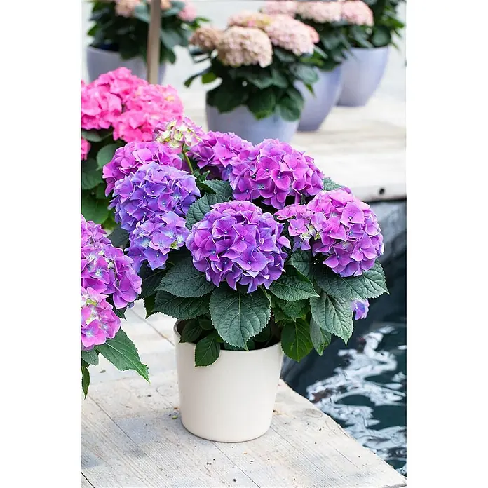 Pflanzen für dich Bauernhortensie 30-40 cm - Hydrangea macrophylla 'Early Blue', Blau - Leuchtende lila Hortensien in einem cremefarbenen Topf auf Holz neben Wasser, mit weiteren Hortensien im Hintergrund.