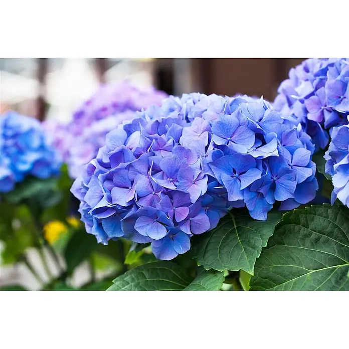 Pflanzen für dich Bauernhortensie 30-40 cm - Hydrangea macrophylla 'Early Blue', Blau - Nahaufnahme leuchtend blauer und violetter Hortensienblüten mit grünen Blättern.
